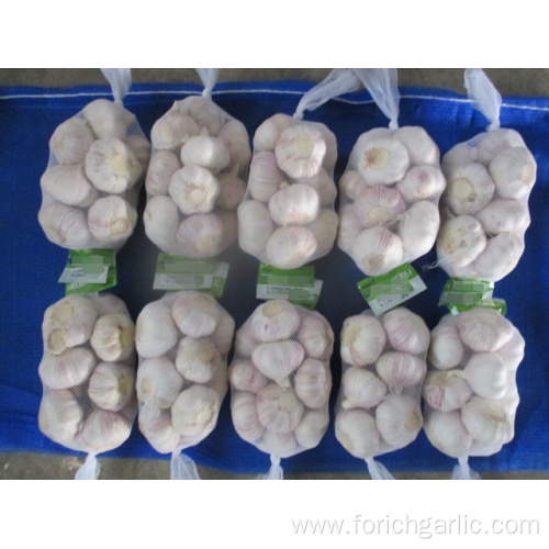 Normal Fresh Garlic Crop 2019